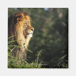 Männlicher afrikanischer Löwe am Zoo in Magnet