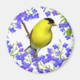 Männlicher amerikanischer Goldfinch im Magnet