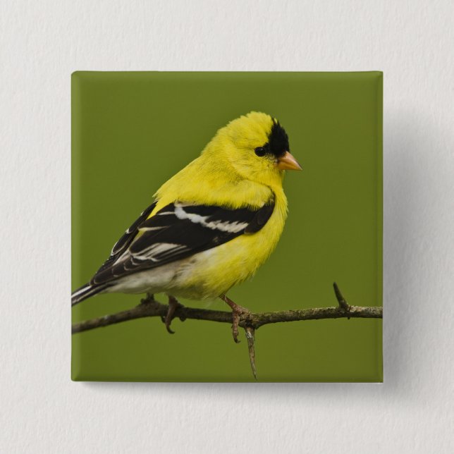 Männlicher amerikanischer Goldfinch in der Zucht s Button (Vorderseite)