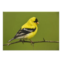 Männlicher amerikanischer Goldfinch in der Zucht s