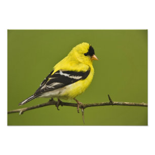 Männlicher amerikanischer Goldfinch in der Zucht s Fotodruck