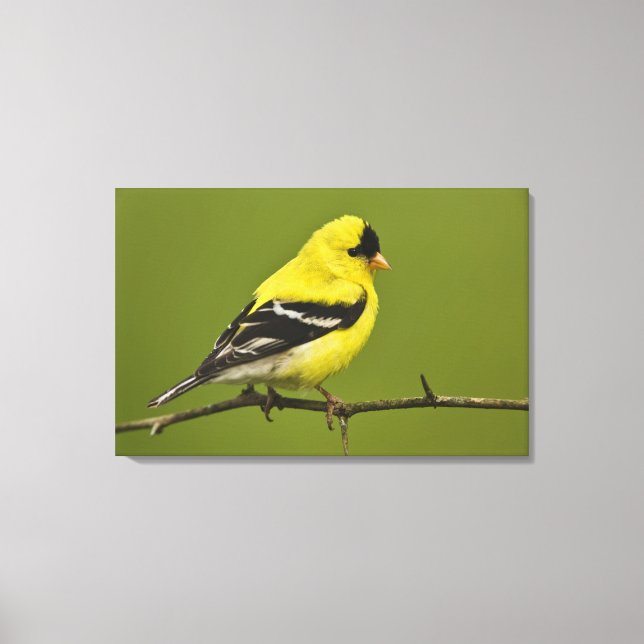 Männlicher amerikanischer Goldfinch in der Zucht s Leinwanddruck (Vorderseite)