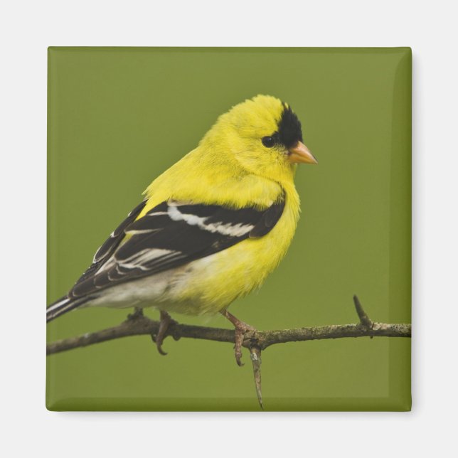 Männlicher amerikanischer Goldfinch in der Zucht s Magnet (Vorne)
