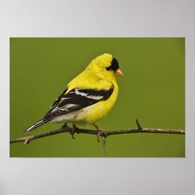 Männlicher amerikanischer Goldfinch in der Zucht s Poster (Vorne)