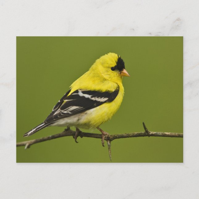 Männlicher amerikanischer Goldfinch in der Zucht s Postkarte (Vorderseite)