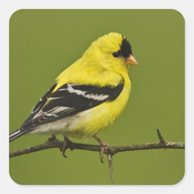 Männlicher amerikanischer Goldfinch in der Zucht s Quadratischer Aufkleber (Vorderseite)