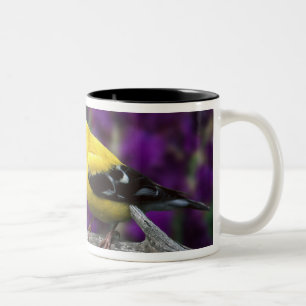 Männlicher Amerikanischer Goldfink im Sommerkleid, Zweifarbige Tasse