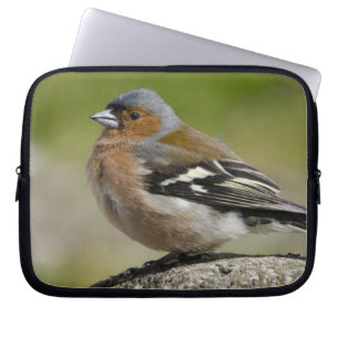Männlicher Buchfink (WILD: Fringilla coelebs) Laptopschutzhülle