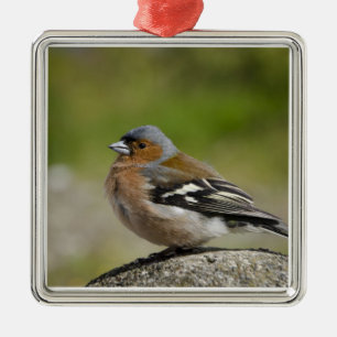 Männlicher Buchfink (WILD: Fringilla coelebs) Ornament Aus Metall