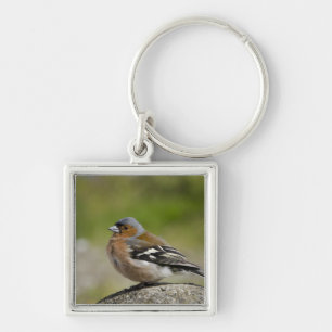 Männlicher Buchfink (WILD: Fringilla coelebs) Schlüsselanhänger