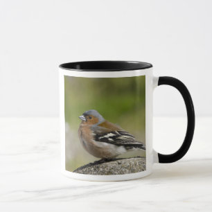 Männlicher Buchfink (WILD: Fringilla coelebs) Tasse