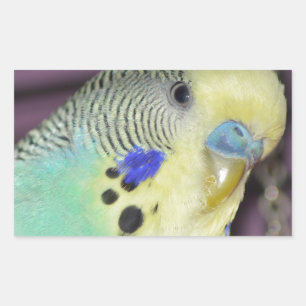 Männlicher Budgie/Parakeet Rechteckiger Aufkleber