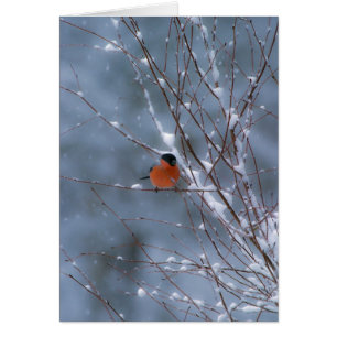 Männlicher Bullfinch in der Schneekarte