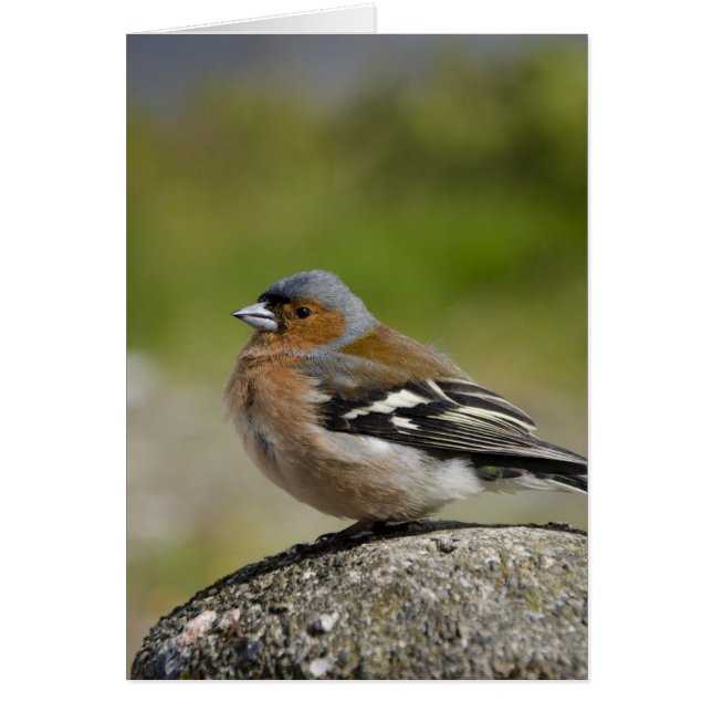Männlicher Chaffinch (WILD: Fringilla coelebs) (Vorne)