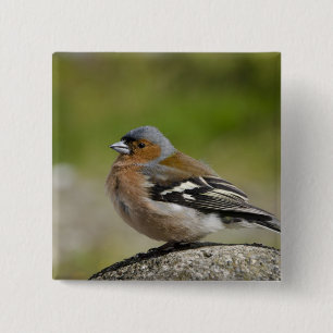 Männlicher Chaffinch (WILD: Fringilla coelebs) Button