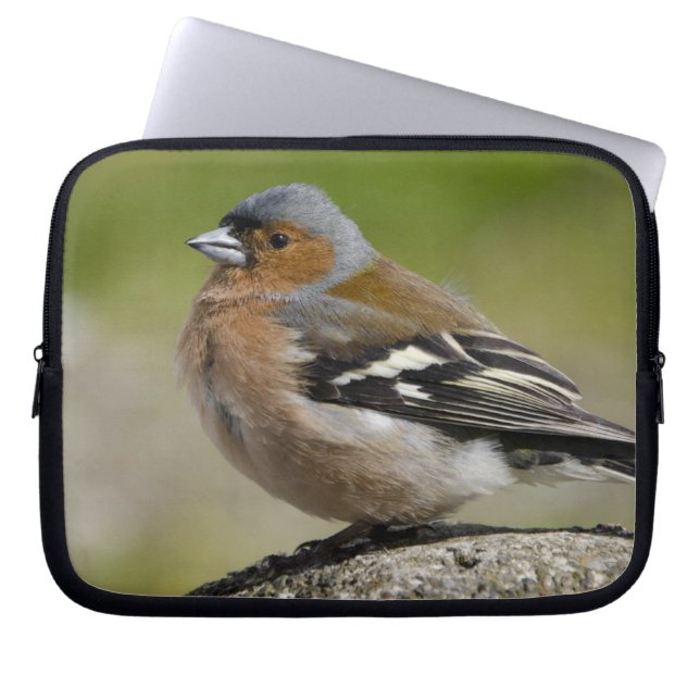Männlicher Chaffinch (WILD: Fringilla coelebs) Laptopschutzhülle (Vorderseite)