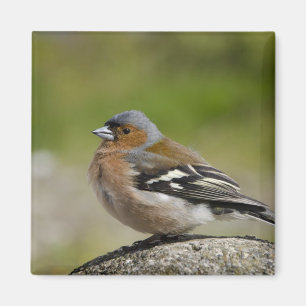 Männlicher Chaffinch (WILD: Fringilla coelebs) Magnet