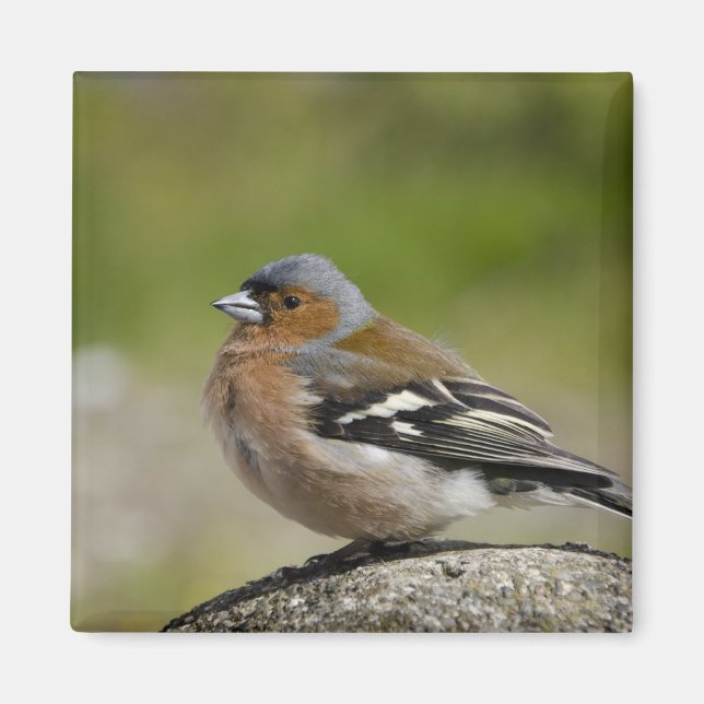 Männlicher Chaffinch (WILD: Fringilla coelebs) Magnet (Vorne)