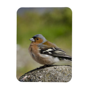 Männlicher Chaffinch (WILD: Fringilla coelebs) Magnet