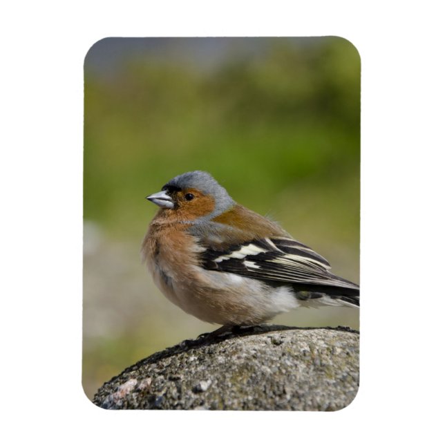 Männlicher Chaffinch (WILD: Fringilla coelebs) Magnet (Vertikal)