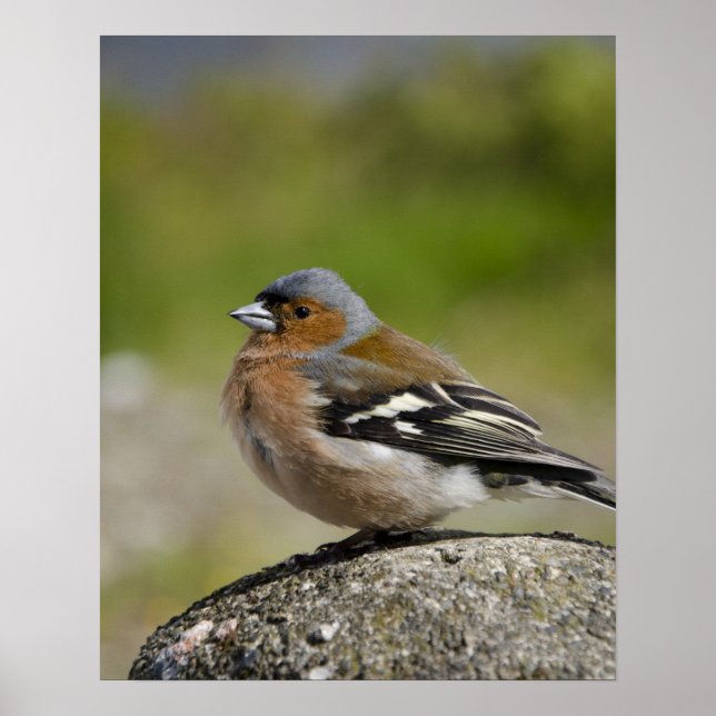 Männlicher Chaffinch (WILD: Fringilla coelebs) Poster (Vorne)