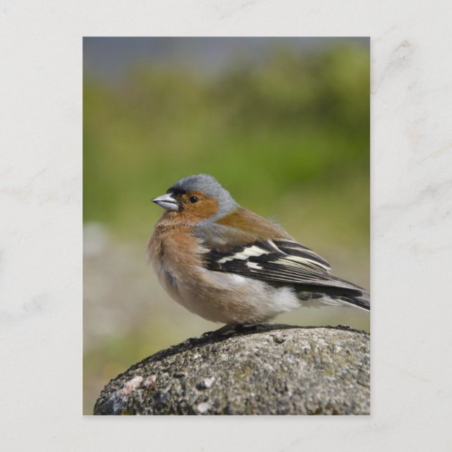 Männlicher Chaffinch (WILD: Fringilla coelebs) Postkarte (Vorderseite)