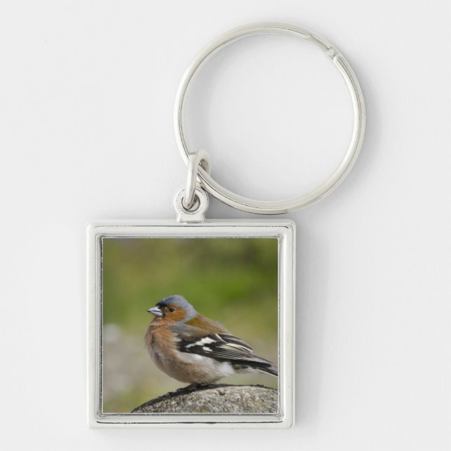 Männlicher Chaffinch (WILD: Fringilla coelebs) Schlüsselanhänger (Vorne)