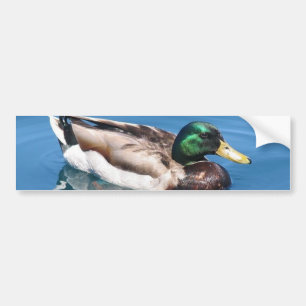Männlicher Duck Autoaufkleber