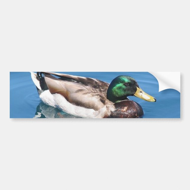 Männlicher Duck Autoaufkleber (Vorne)