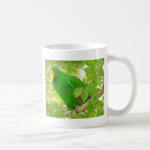 Männlicher Eclectus Papagei Tasse