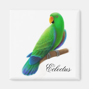 Männlicher Eclectus Papageien-Magnet Magnet