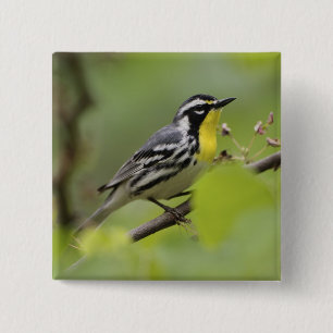 Männlicher Gelbkehl-Waldsänger, Dendroica Button