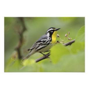 Männlicher Gelbkehl-Waldsänger, Dendroica Fotodruck