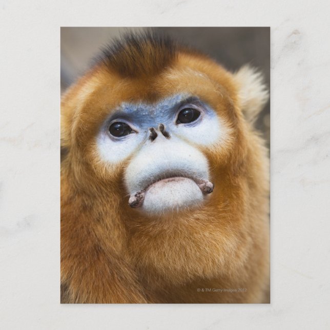 Männlicher Golden Monkey Pygathrix roxellana, Port Postkarte (Vorderseite)