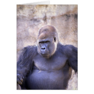 Männlicher Gorilla