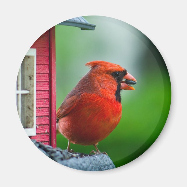 männlicher Kardinal am Anleger im Frühjahr Magnet (Vorne)