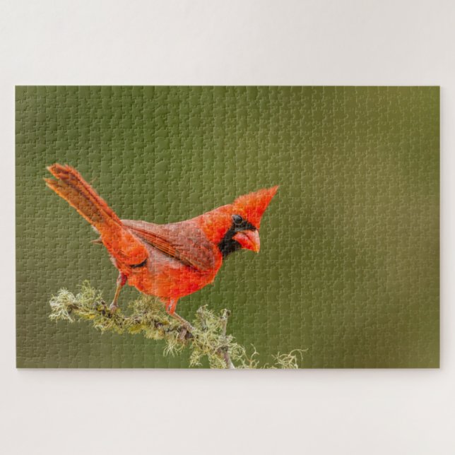 Männlicher Kardinal auf Ast Puzzle (Horizontal)