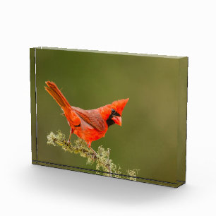 Männlicher Kardinal auf Limb Fotoblock