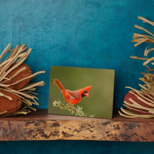 Männlicher Kardinal auf Limb Fotoplatte (Seite)