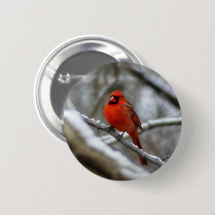 Männlicher Kardinal Button