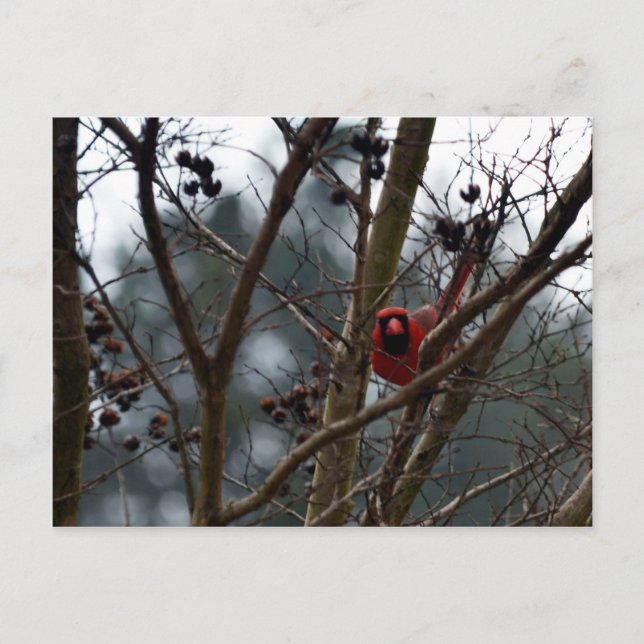 Männlicher Kardinal spielt noch immer lustig Postkarte (Vorderseite)