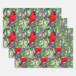 Männlicher Kardinal - Wrackpapier für Jede Anlässe Geschenkpapier Set