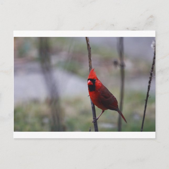Männlicher Kardinalvogel Postkarte (Vorderseite)
