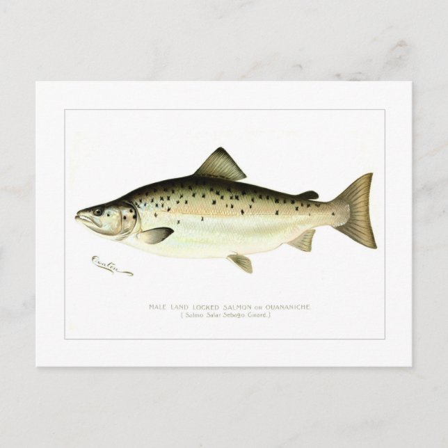 Männlicher Landlocked-Lachs oder Quaniche Postkarte (Vorderseite)