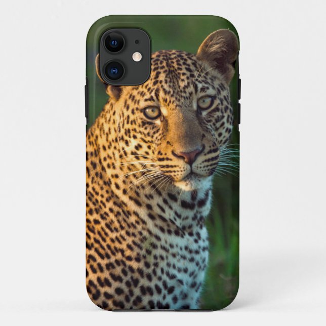 Männlicher Leopard (Panthera Pardus) ausgewachsene Case-Mate iPhone Hülle (Rückseite)