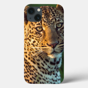 Männlicher Leopard (Panthera Pardus) ausgewachsene Case-Mate iPhone Hülle