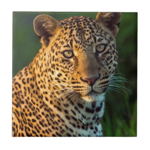 Männlicher Leopard (Panthera Pardus) ausgewachsene Fliese