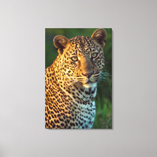 Männlicher Leopard (Panthera Pardus) ausgewachsene Leinwanddruck
