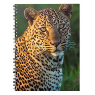 Männlicher Leopard (Panthera Pardus) ausgewachsene Notizblock