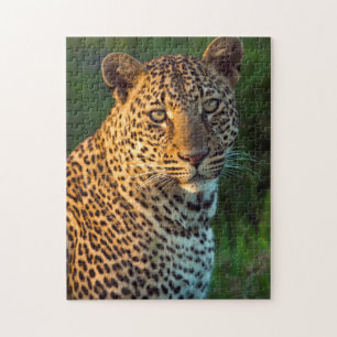 Männlicher Leopard (Panthera Pardus) ausgewachsene Puzzle
